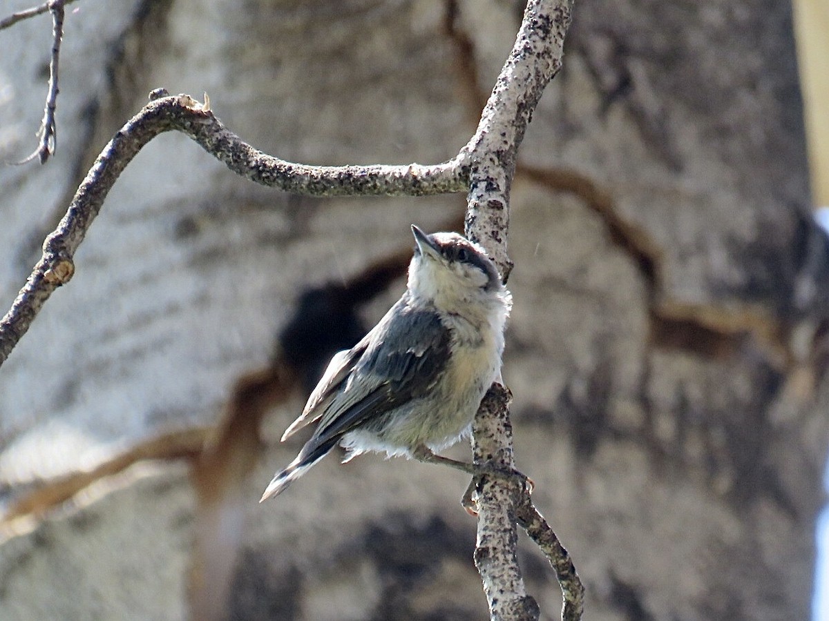 Pygmy Nuthatch - Breyden Beeke