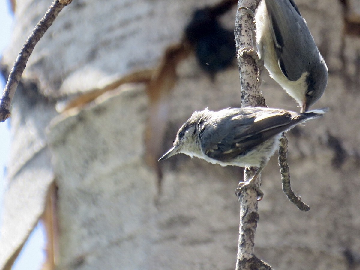 Pygmy Nuthatch - Breyden Beeke