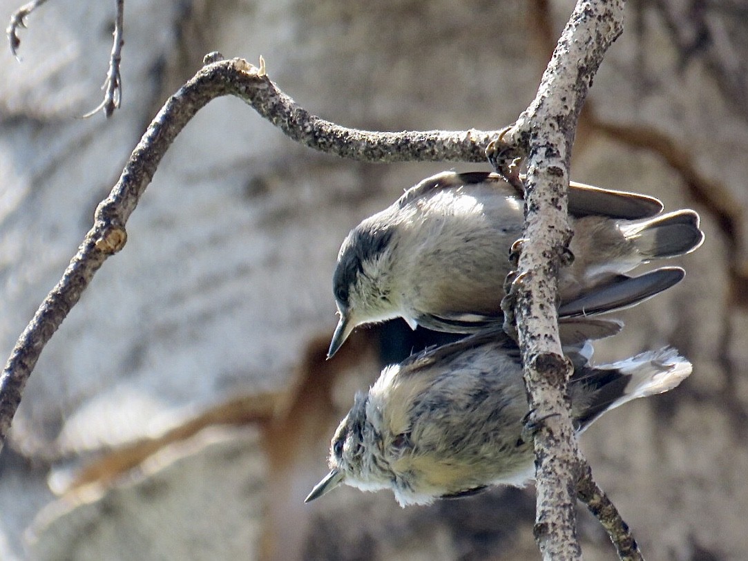 Pygmy Nuthatch - Breyden Beeke