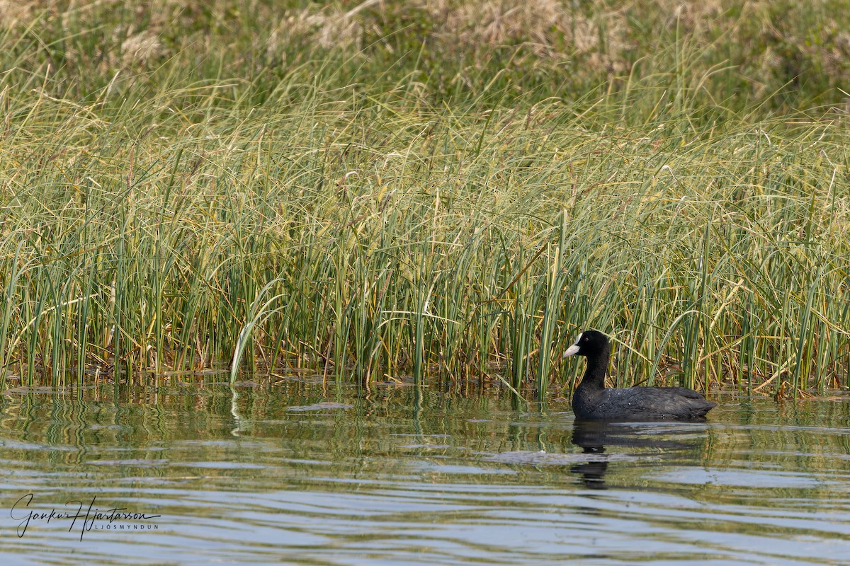 Eurasian Coot - Gaukur Hjartarson