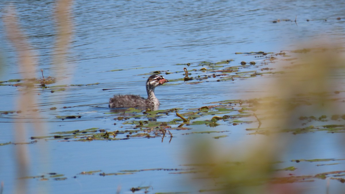 Pied-billed Grebe - ML596497371