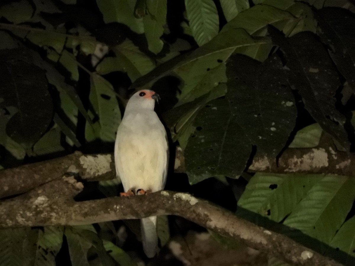 Gray-headed Goshawk - ML596500421