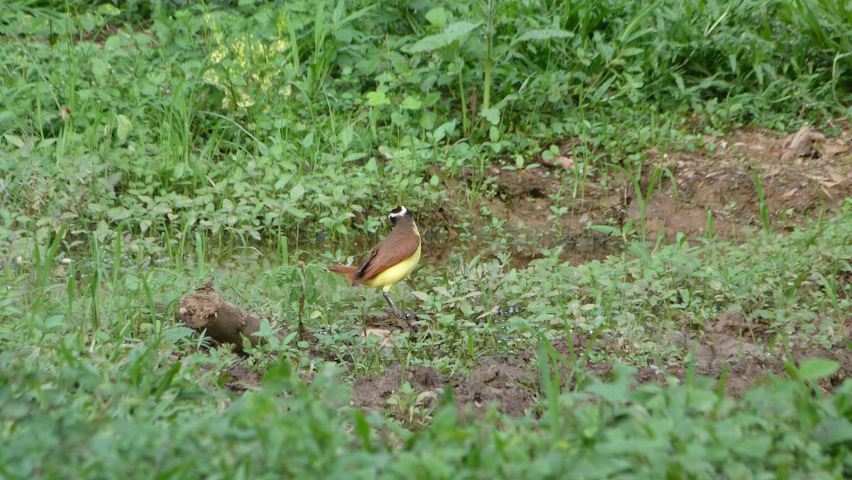 Great Kiskadee - Jean Sira