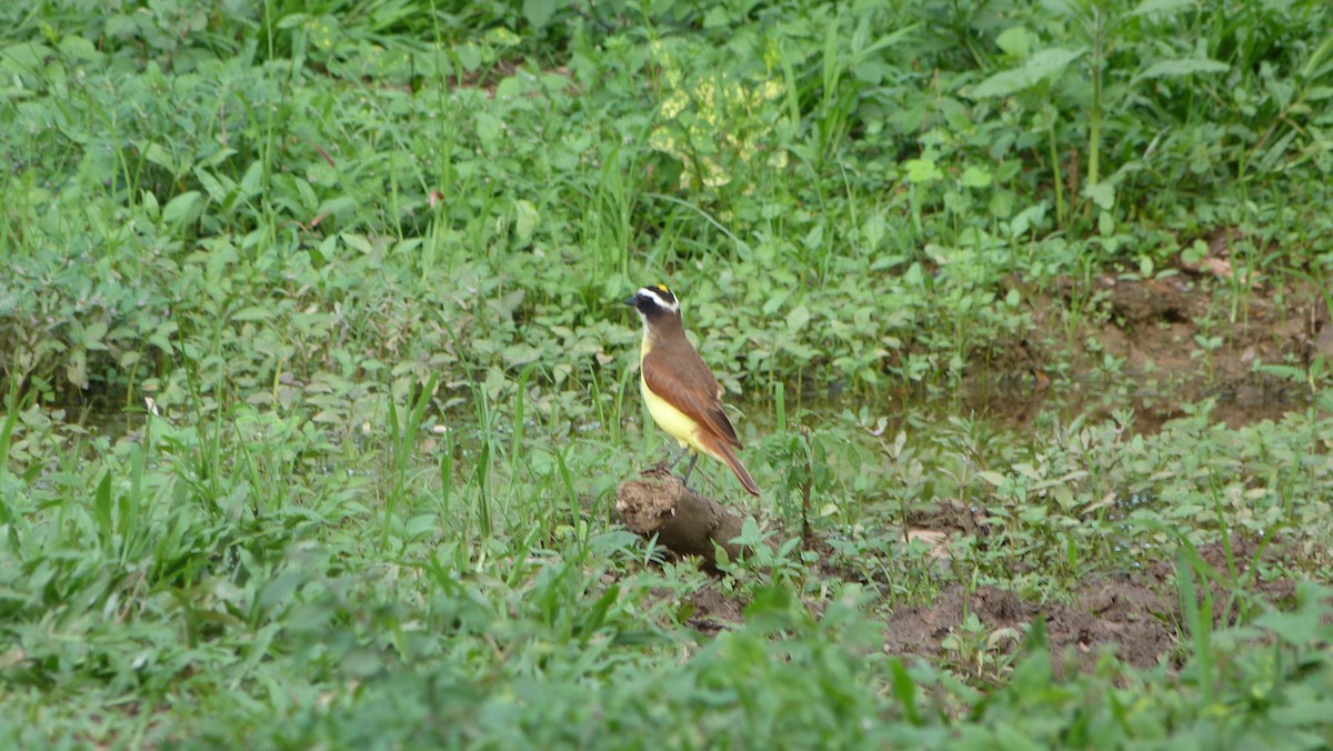 Great Kiskadee - ML59650151