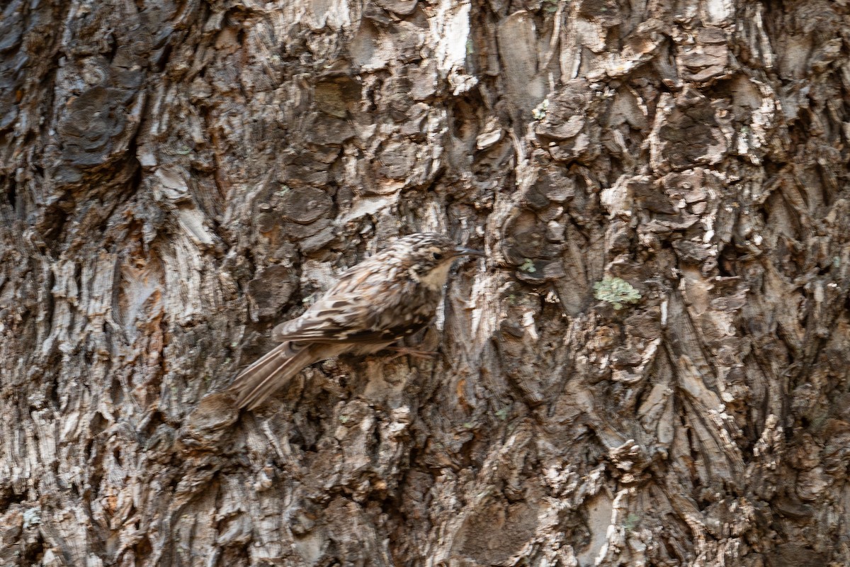 Brown Creeper (albescens/alticola) - ML596501701