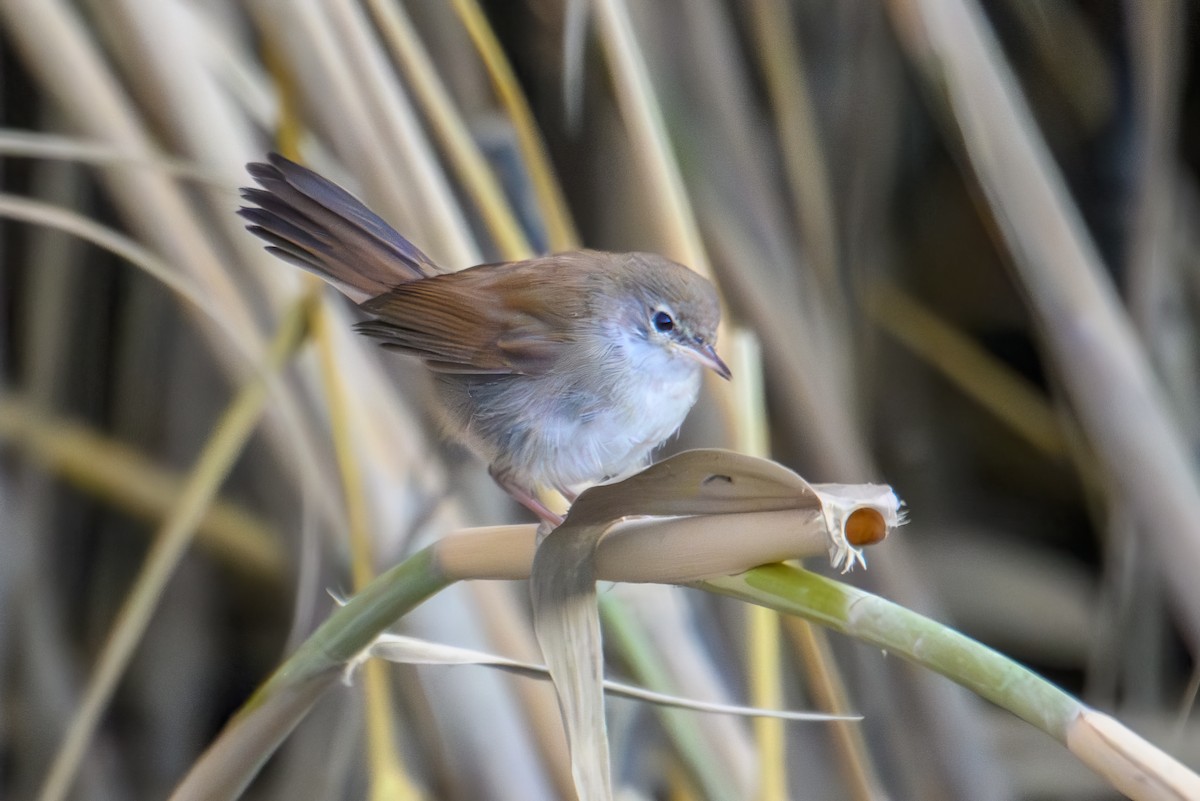 Cetti's Warbler - Mark Lethlean