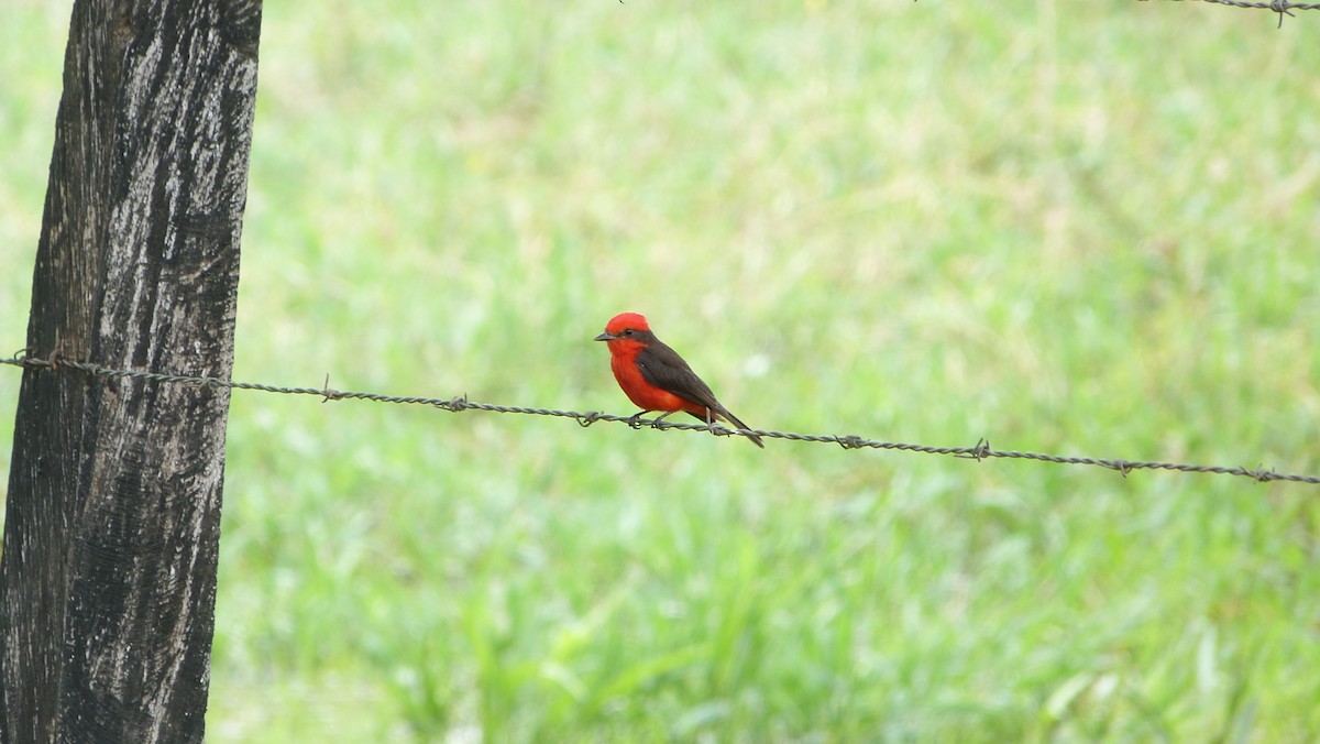 Vermilion Flycatcher - ML59650241