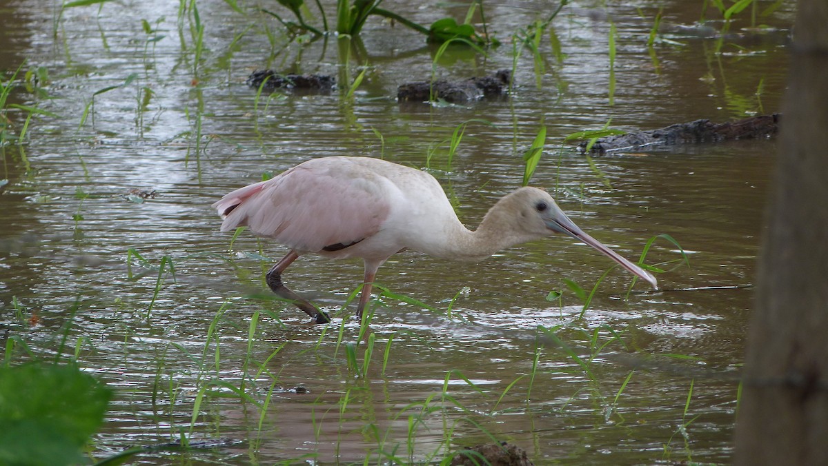 Roseate Spoonbill - Jean Sira