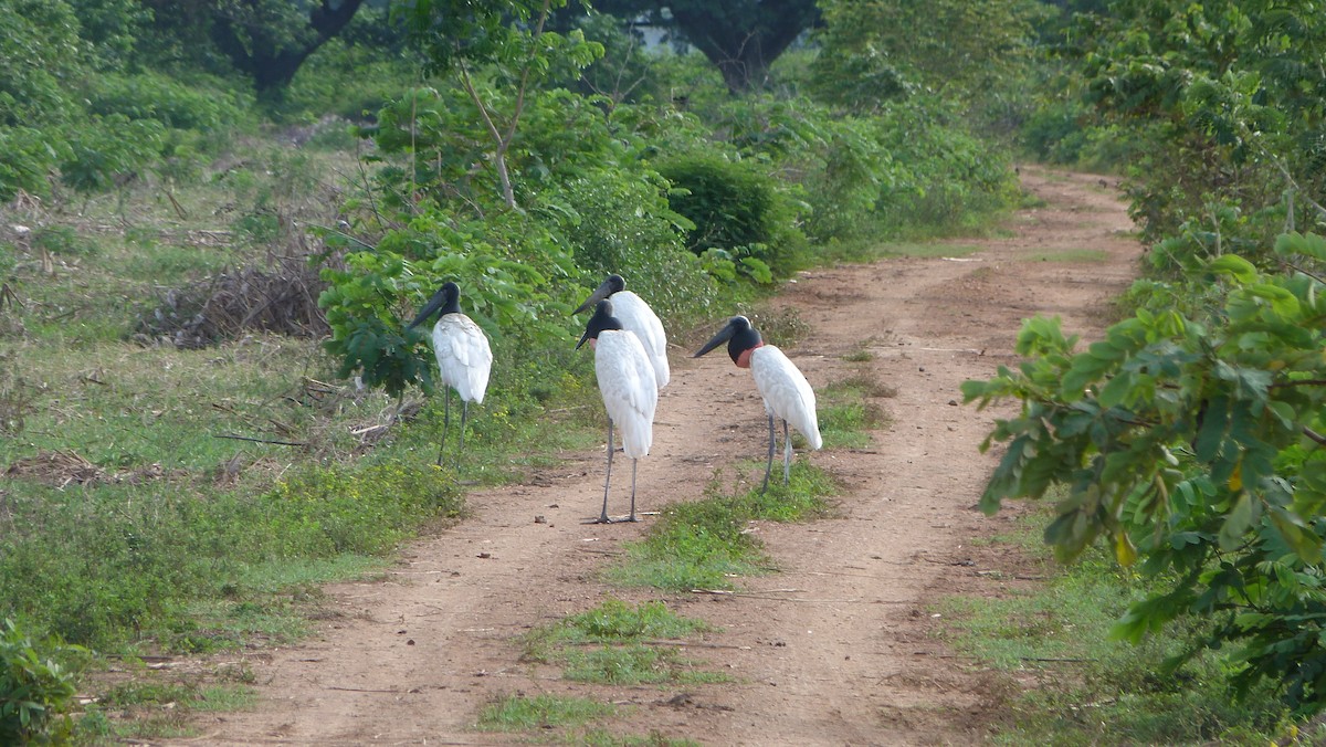 čáp jabiru - ML59650301