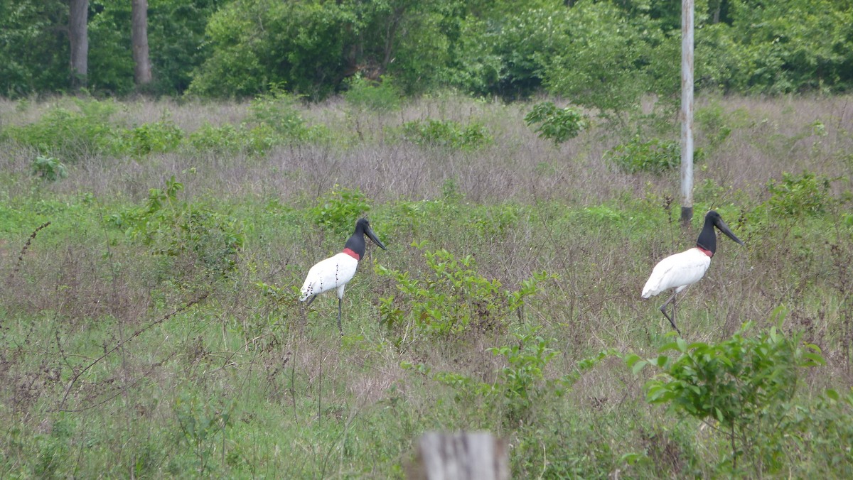 Jabiru - Jean Sira