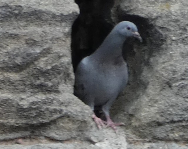 Rock Pigeon - ML596503521