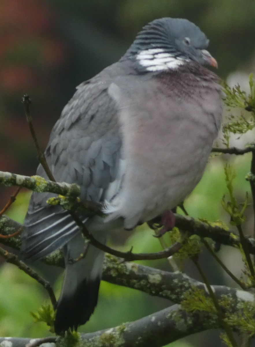 Common Wood-Pigeon - ML596503601