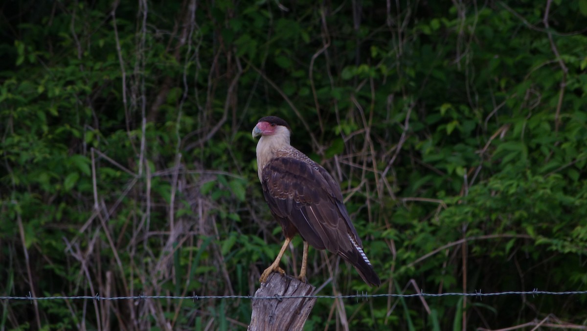 Crested Caracara (Northern) - ML59650411