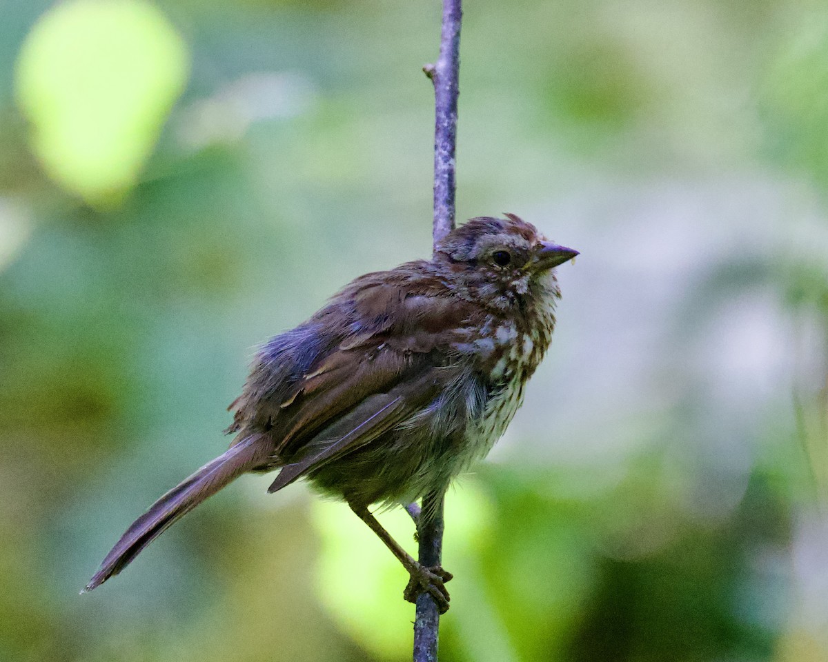 Song Sparrow - ML596505481