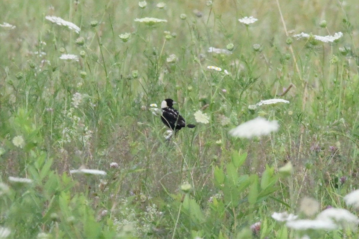 Bobolink - ML596505491