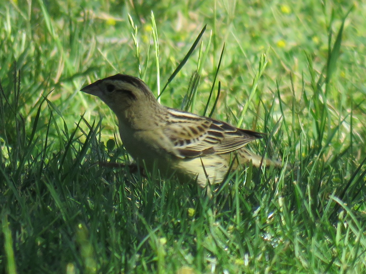 Bobolink - Ron Batie