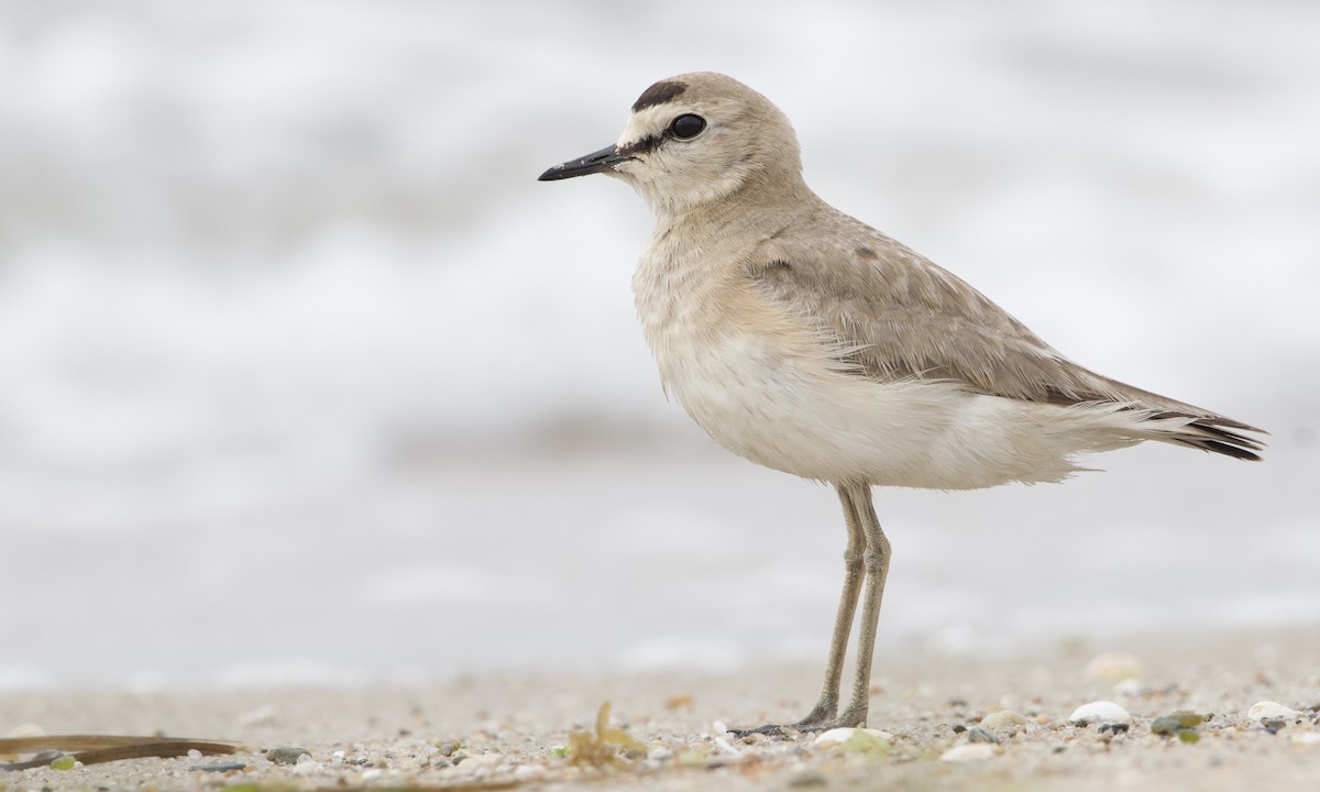 Mountain Plover - ML596506681