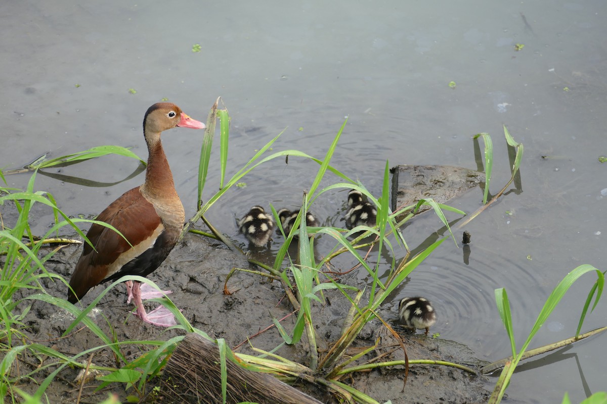 Black-bellied Whistling-Duck - Christina Riehl