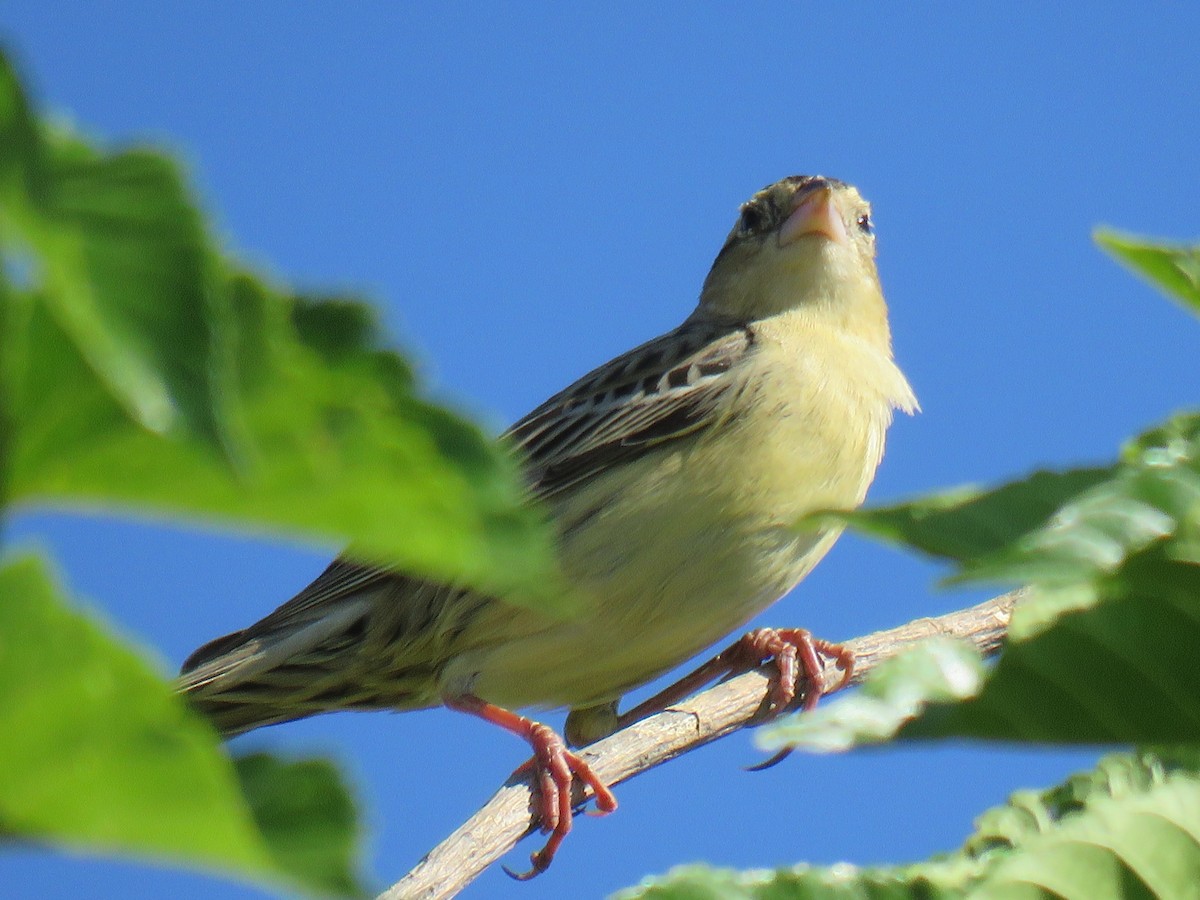 bobolink - ML59650751