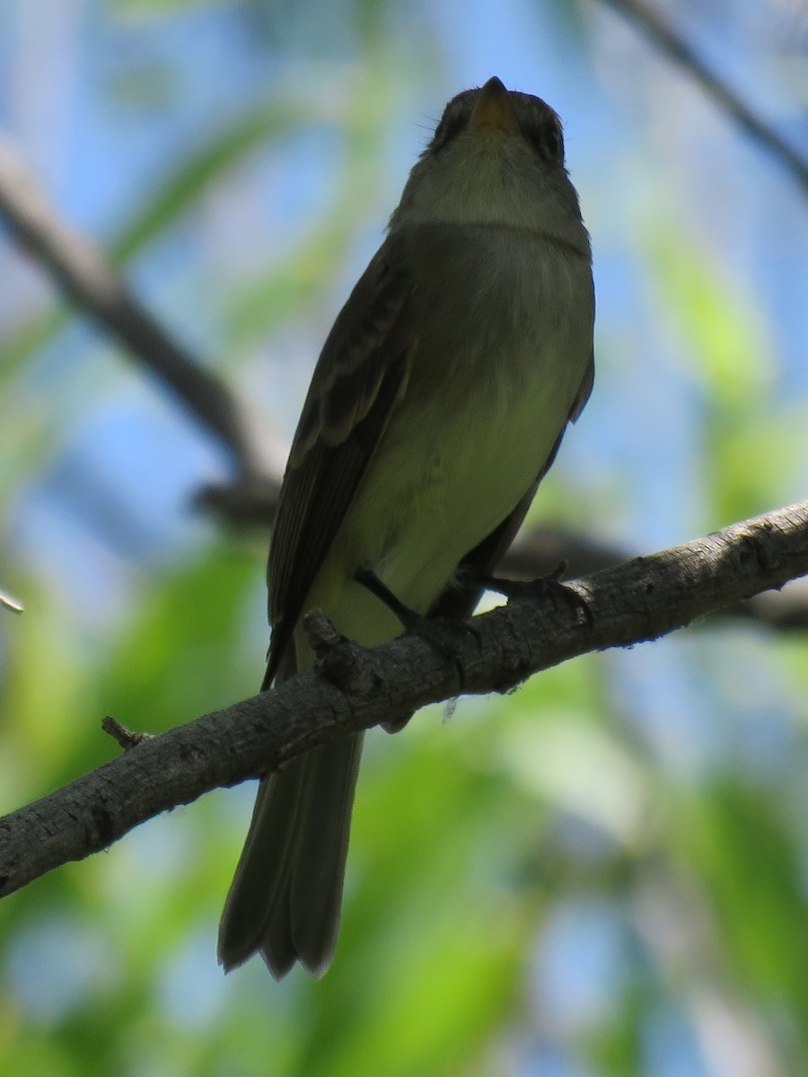 Willow Flycatcher - ML59650801