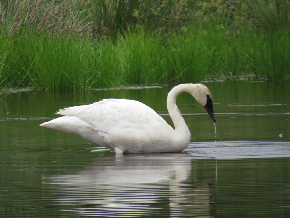 Trumpeter Swan - ML59650831