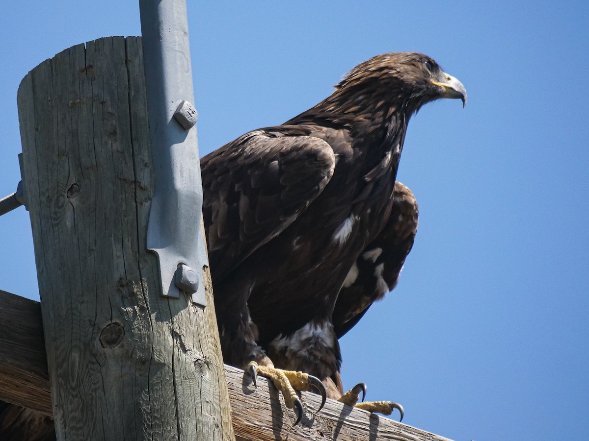 Golden Eagle - Bob Izumi