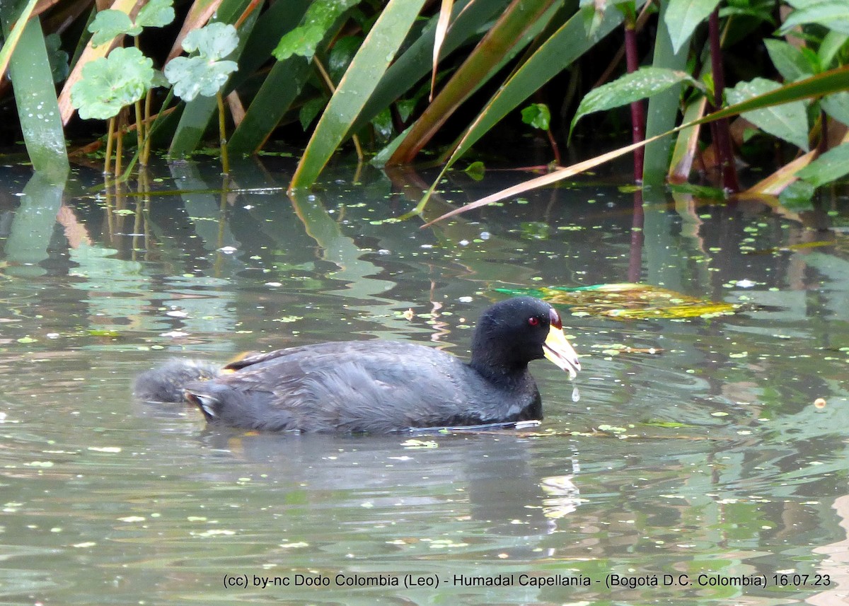 American Coot - ML596510401