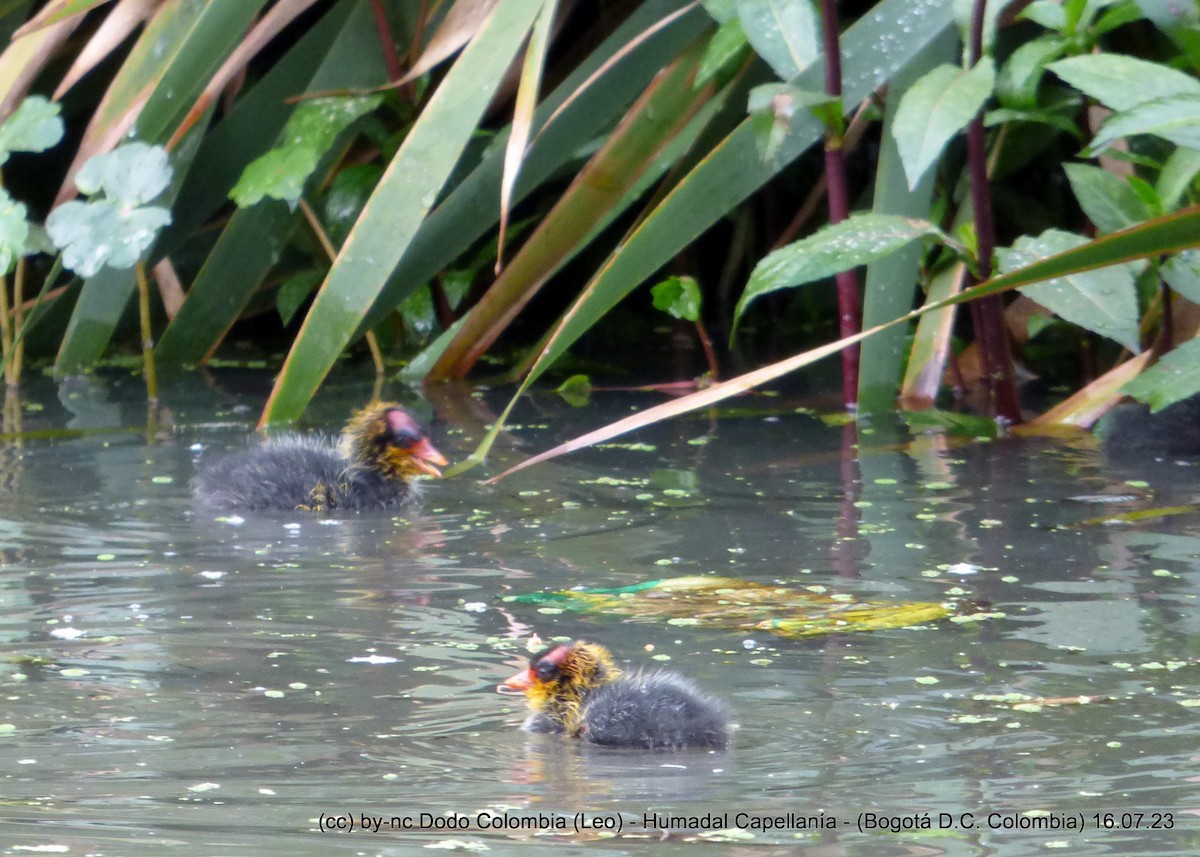 American Coot - ML596510411