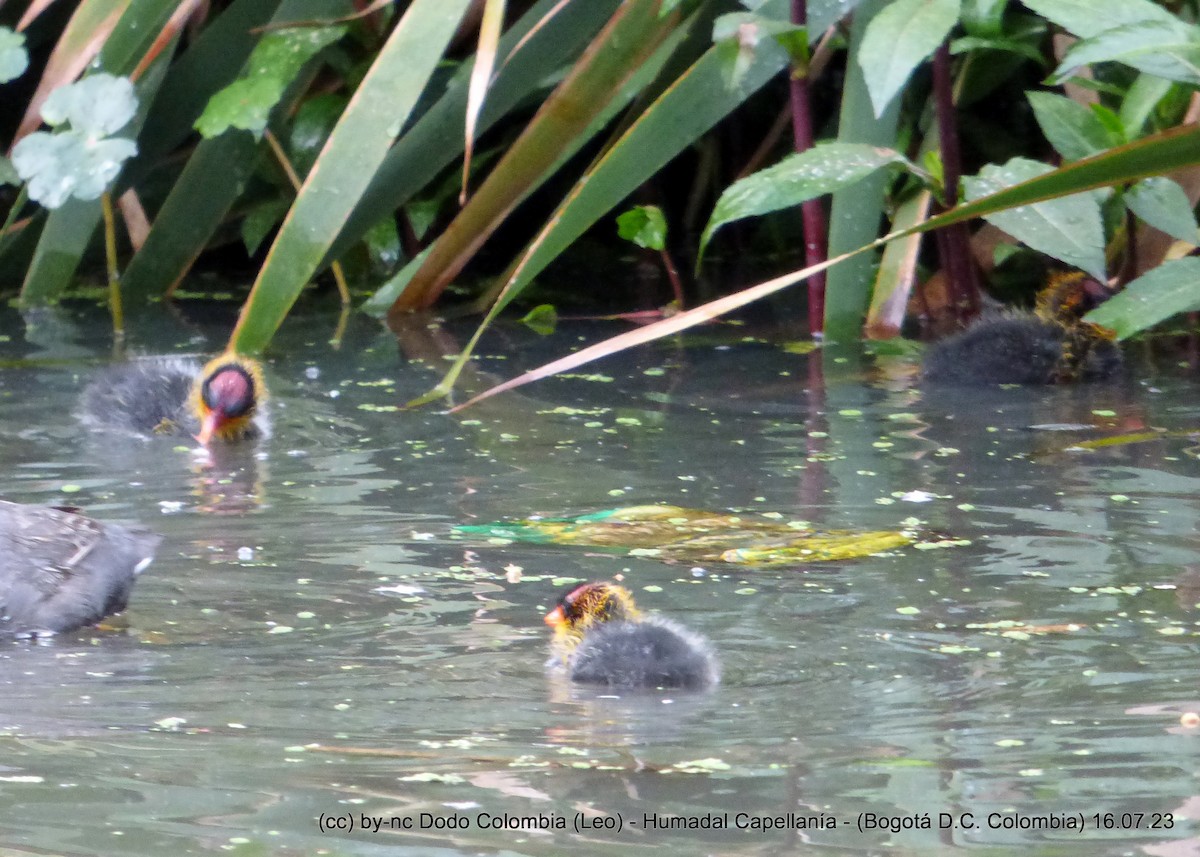 American Coot - Leonardo Ortega (Dodo Colombia)