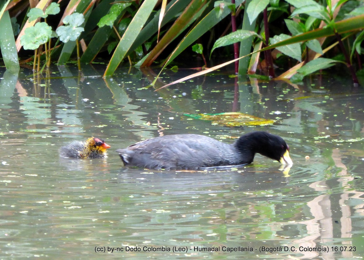 American Coot - Leonardo Ortega (Dodo Colombia)