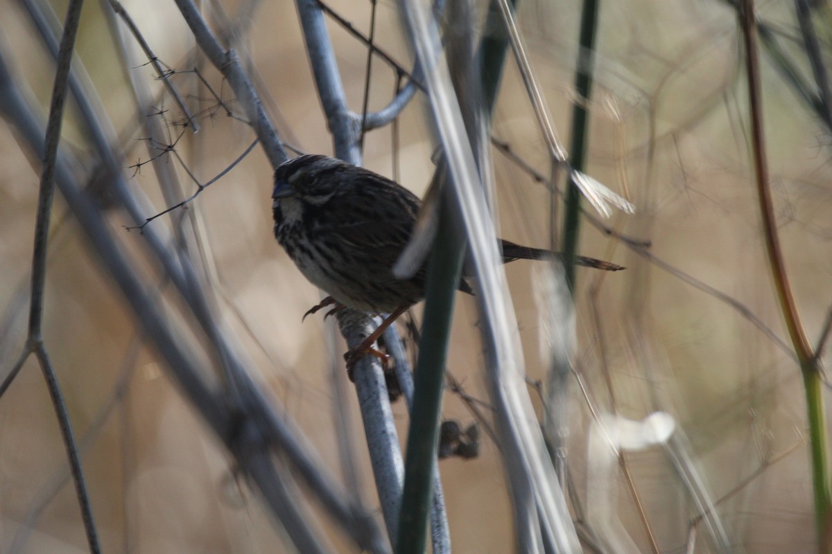 Song Sparrow (heermanni Group) - ML596510481