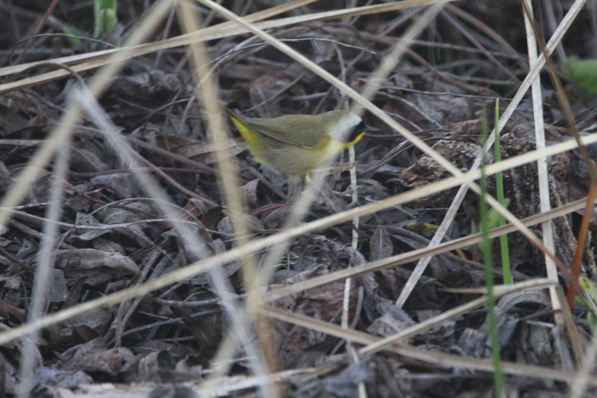 Common Yellowthroat - ML596510681