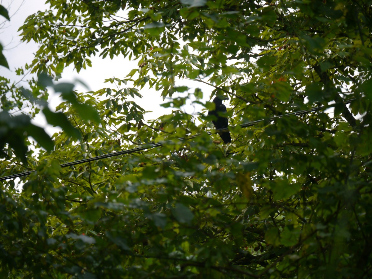 American Crow - ML596510961