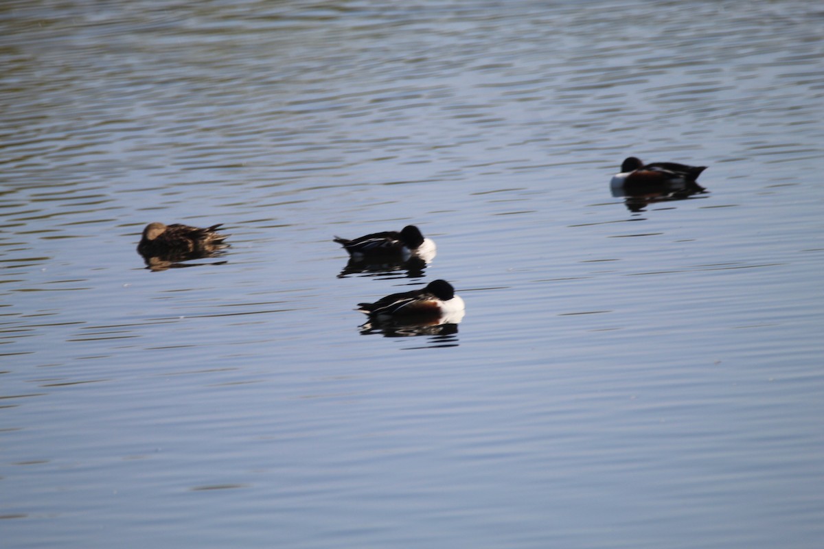 Northern Shoveler - ML596513021