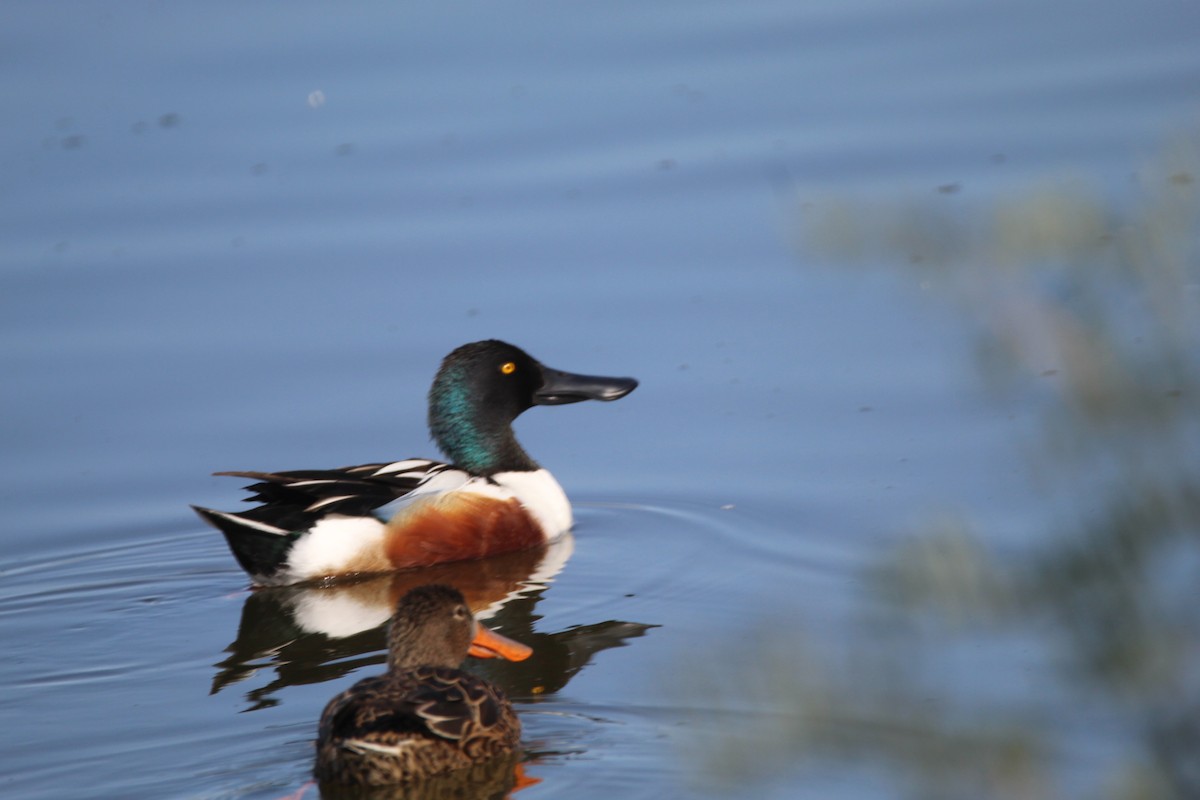 Northern Shoveler - Oliver Winn