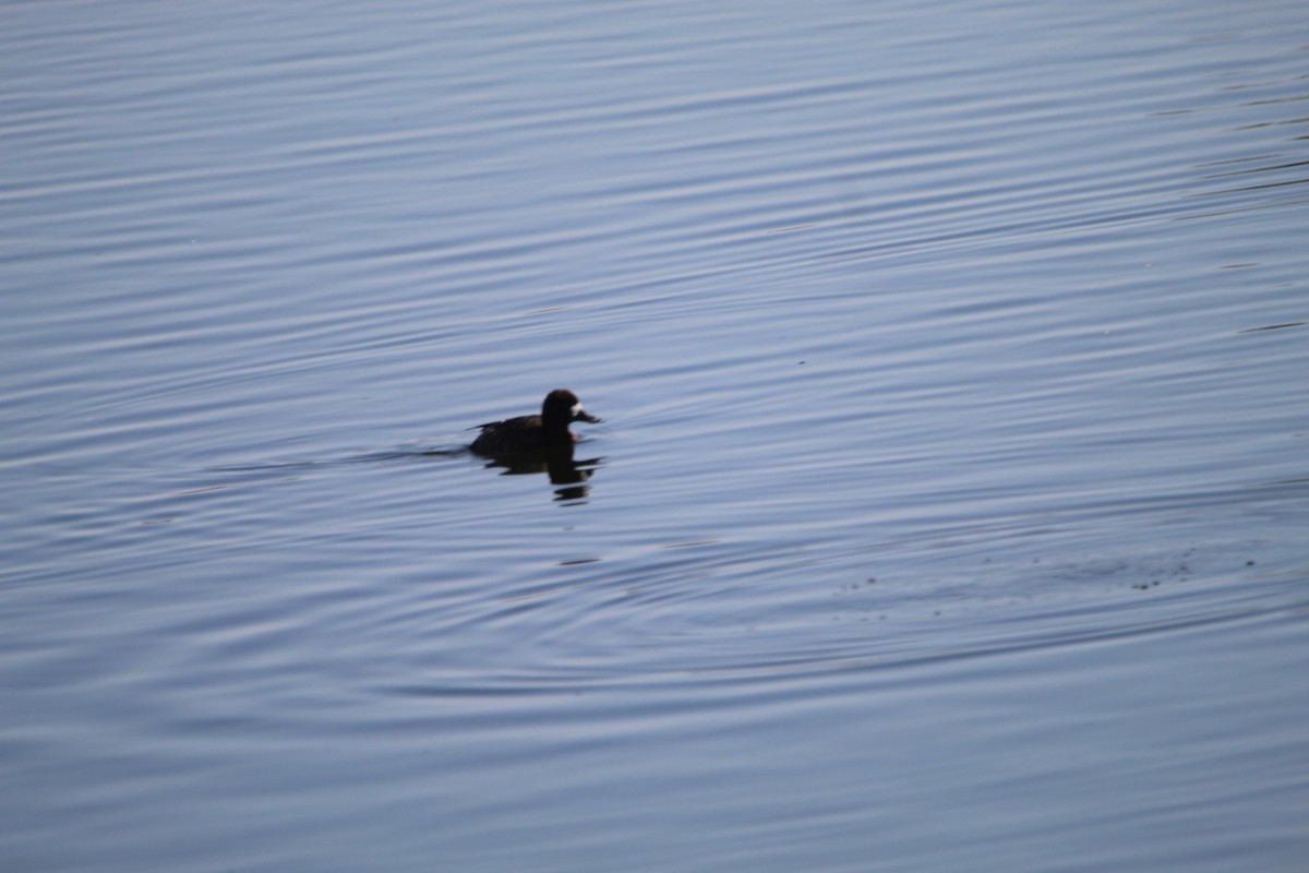 Lesser Scaup - ML596513441