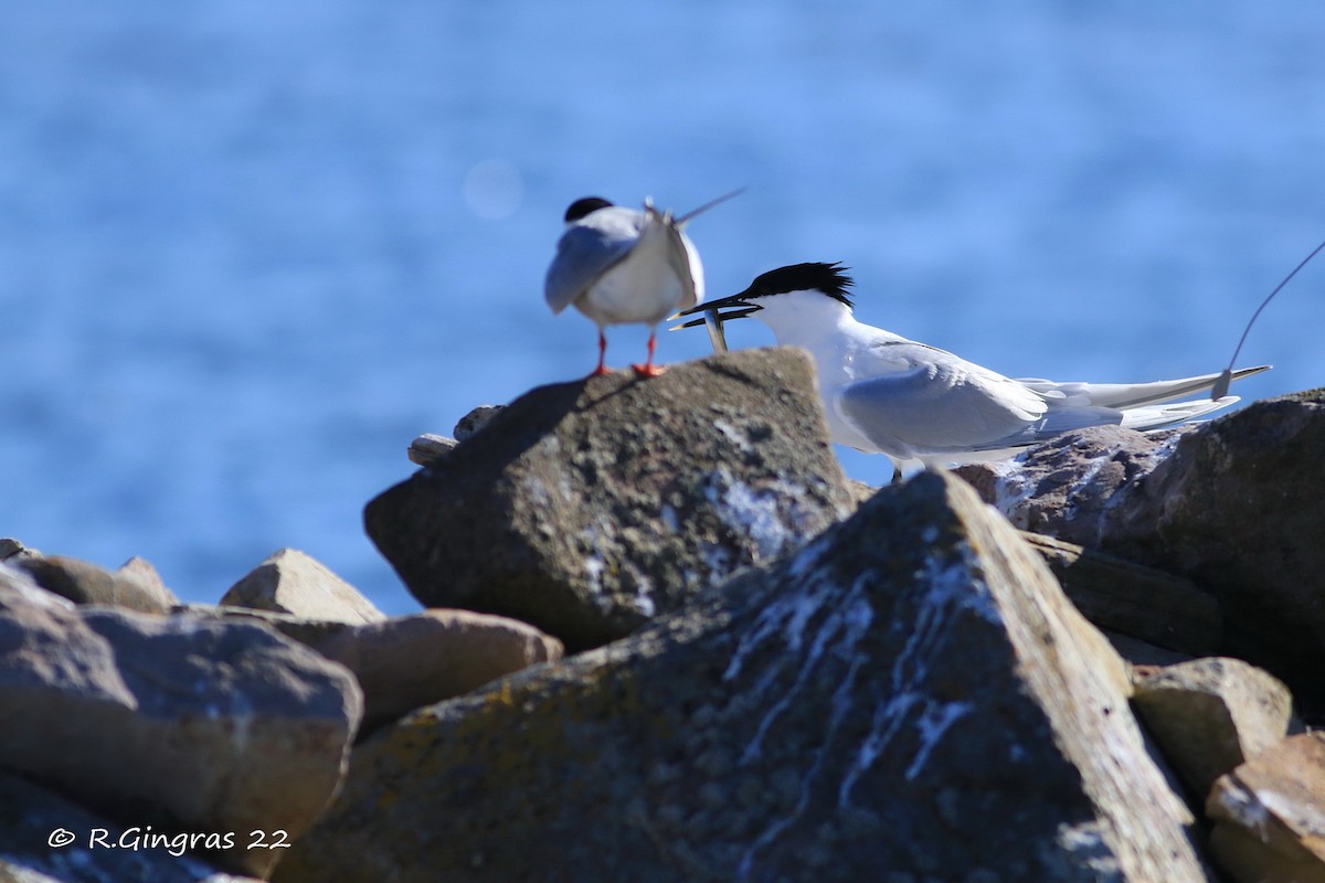 Sandwich Tern (Eurasian) - ML596513901