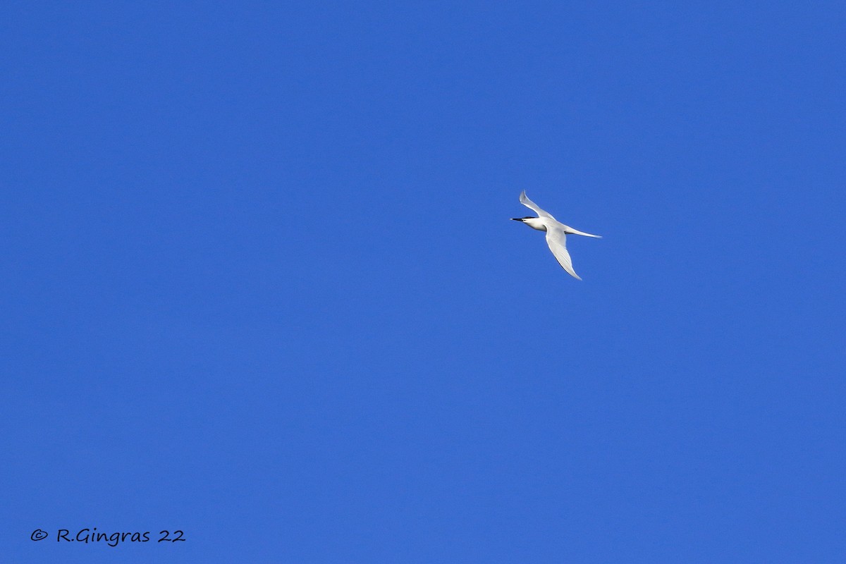 Sandwich Tern (Eurasian) - ML596514091