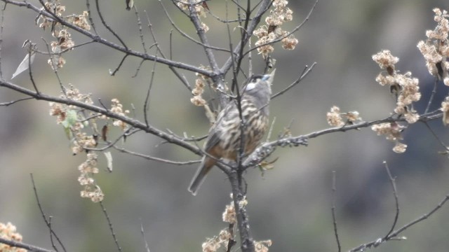 White-cheeked Cotinga - ML596514161