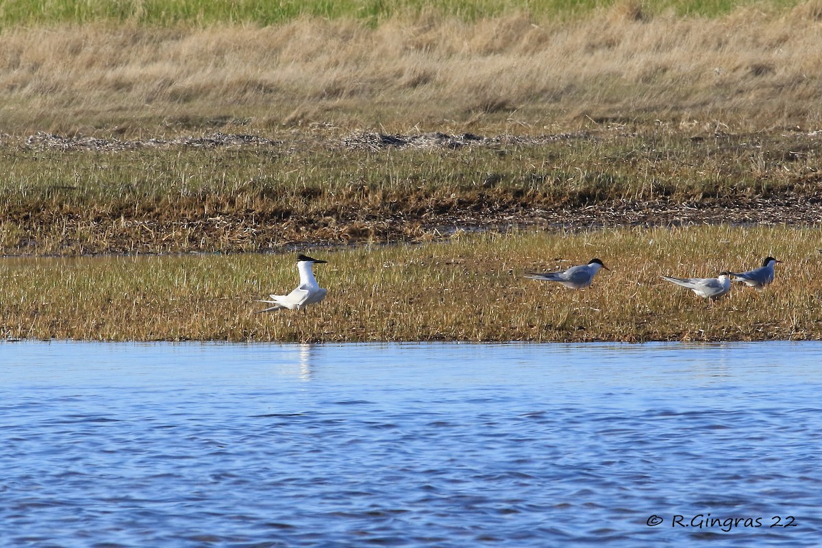 Sandwich Tern (Eurasian) - ML596514231