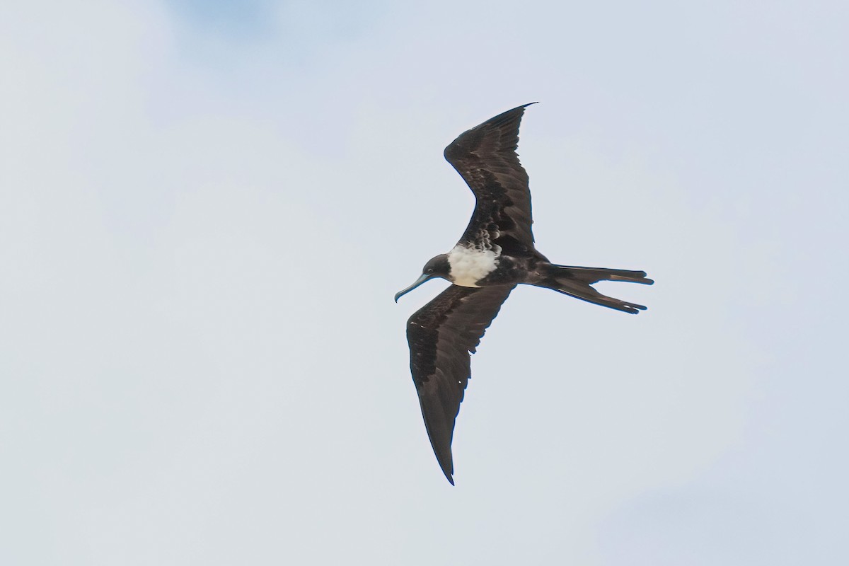 Magnificent Frigatebird - ML596514311