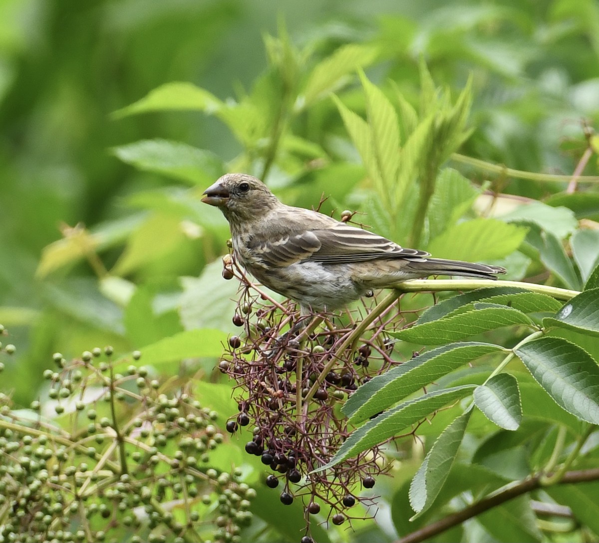 House Finch - ML596514341