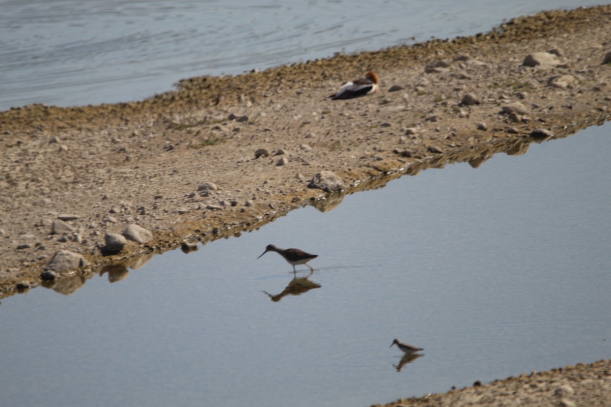 Greater Yellowlegs - ML596514391