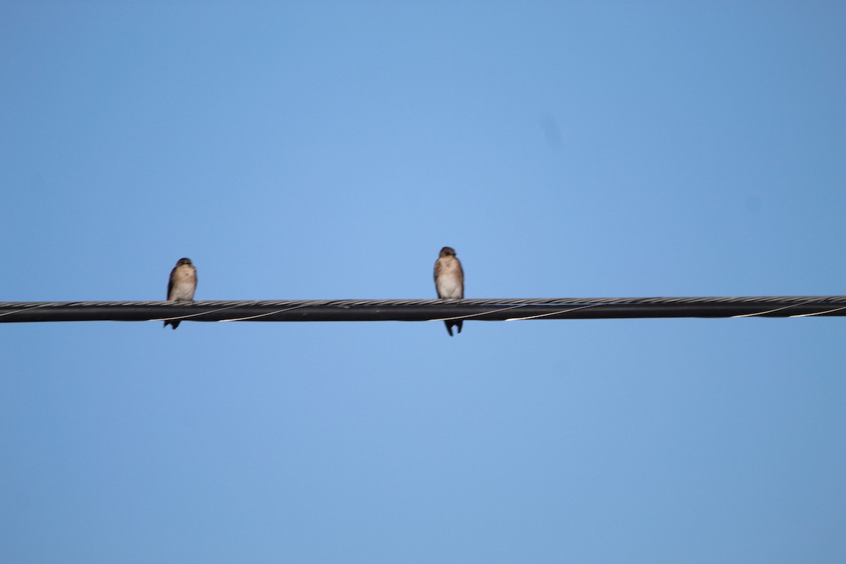 Hirondelle à ailes hérissées - ML596514741