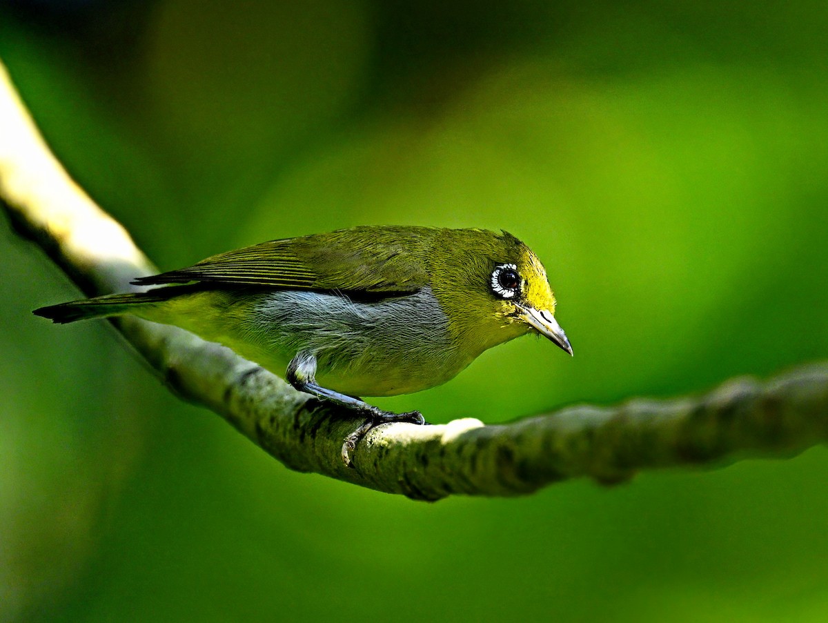 Hume's White-eye - Amar-Singh HSS