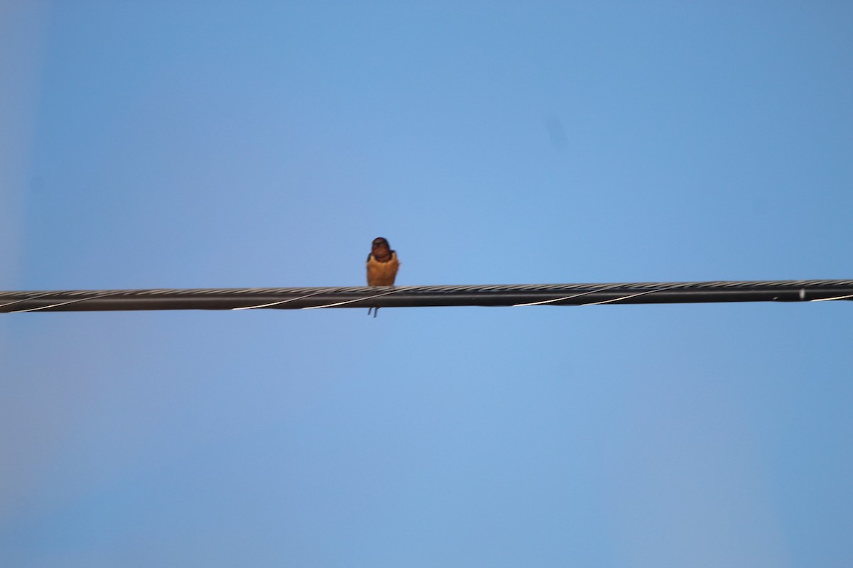 Golondrina Común (americana) - ML596514881