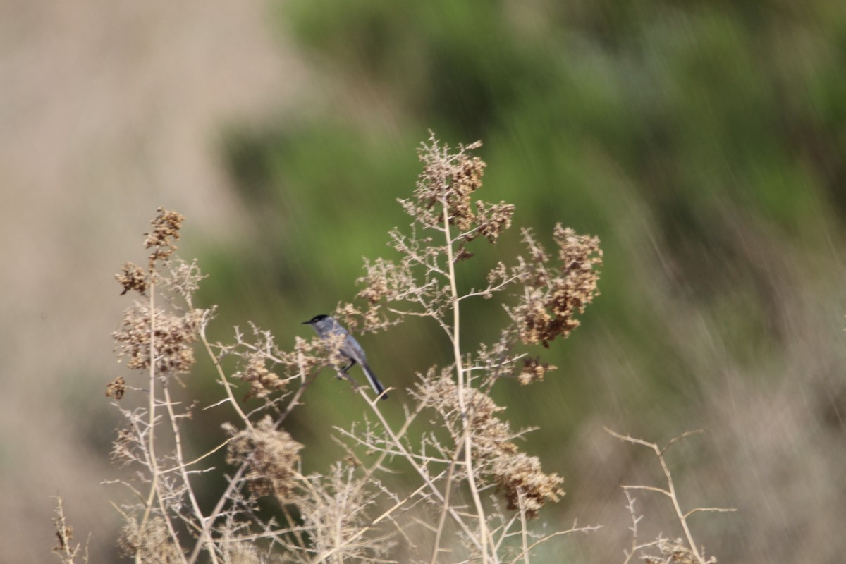 Black-tailed Gnatcatcher - ML596515041