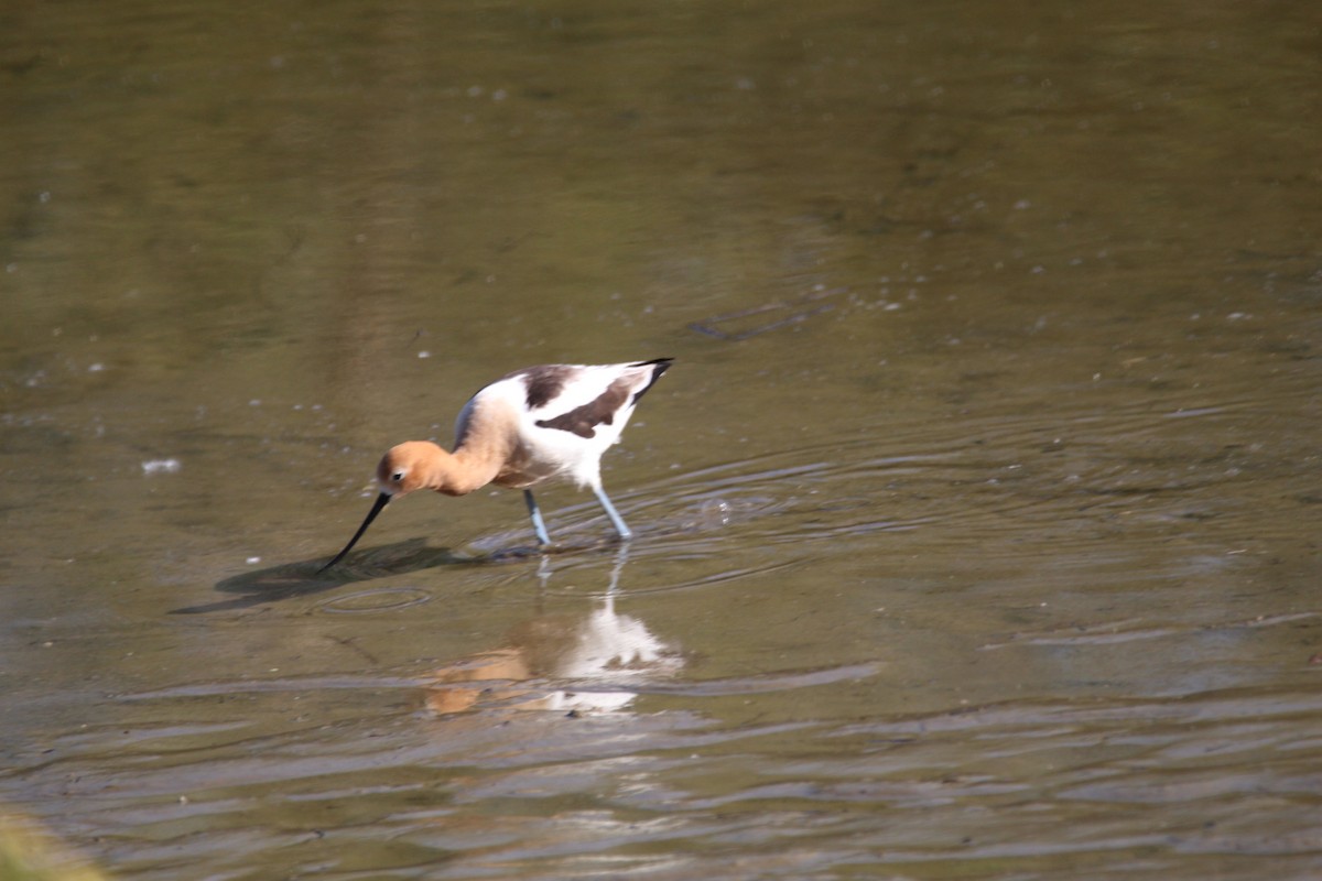 Avocette d'Amérique - ML596515701