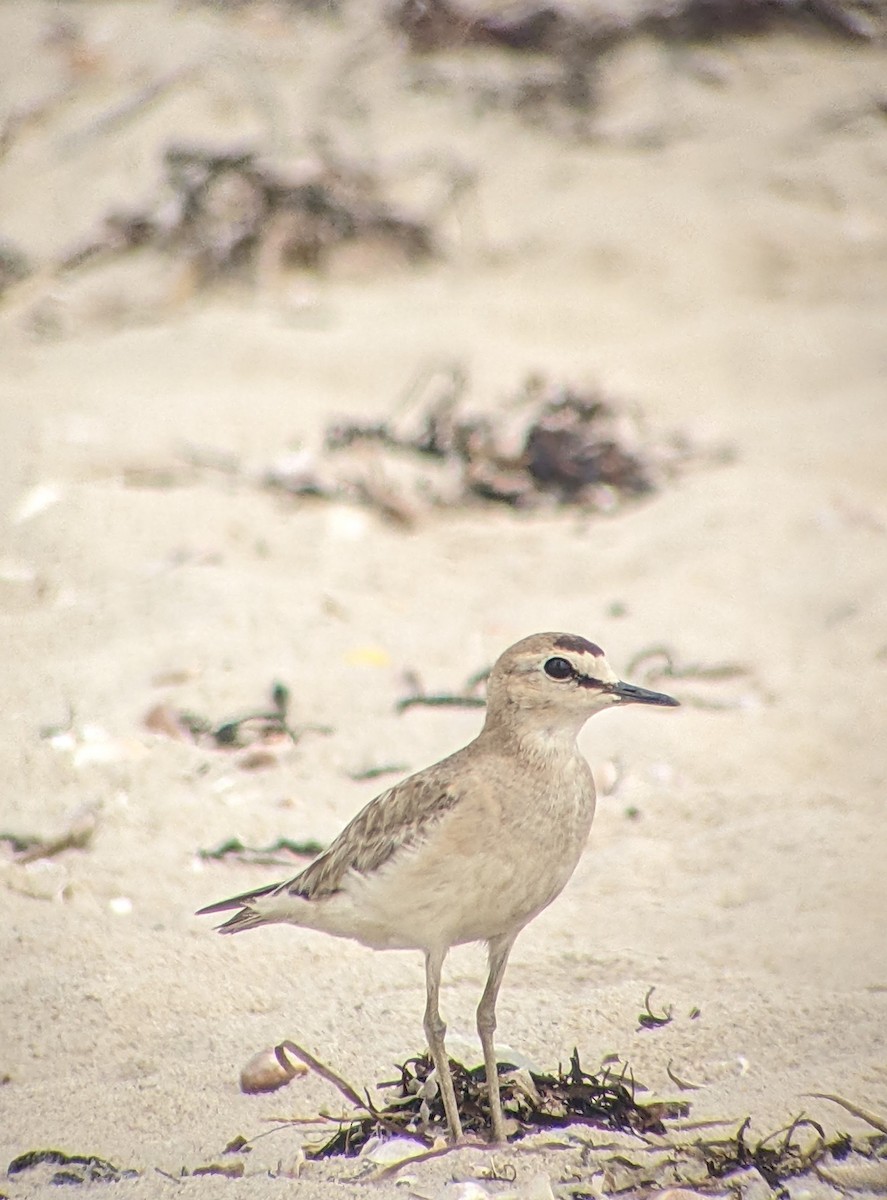 Mountain Plover - Jimmy  Welch