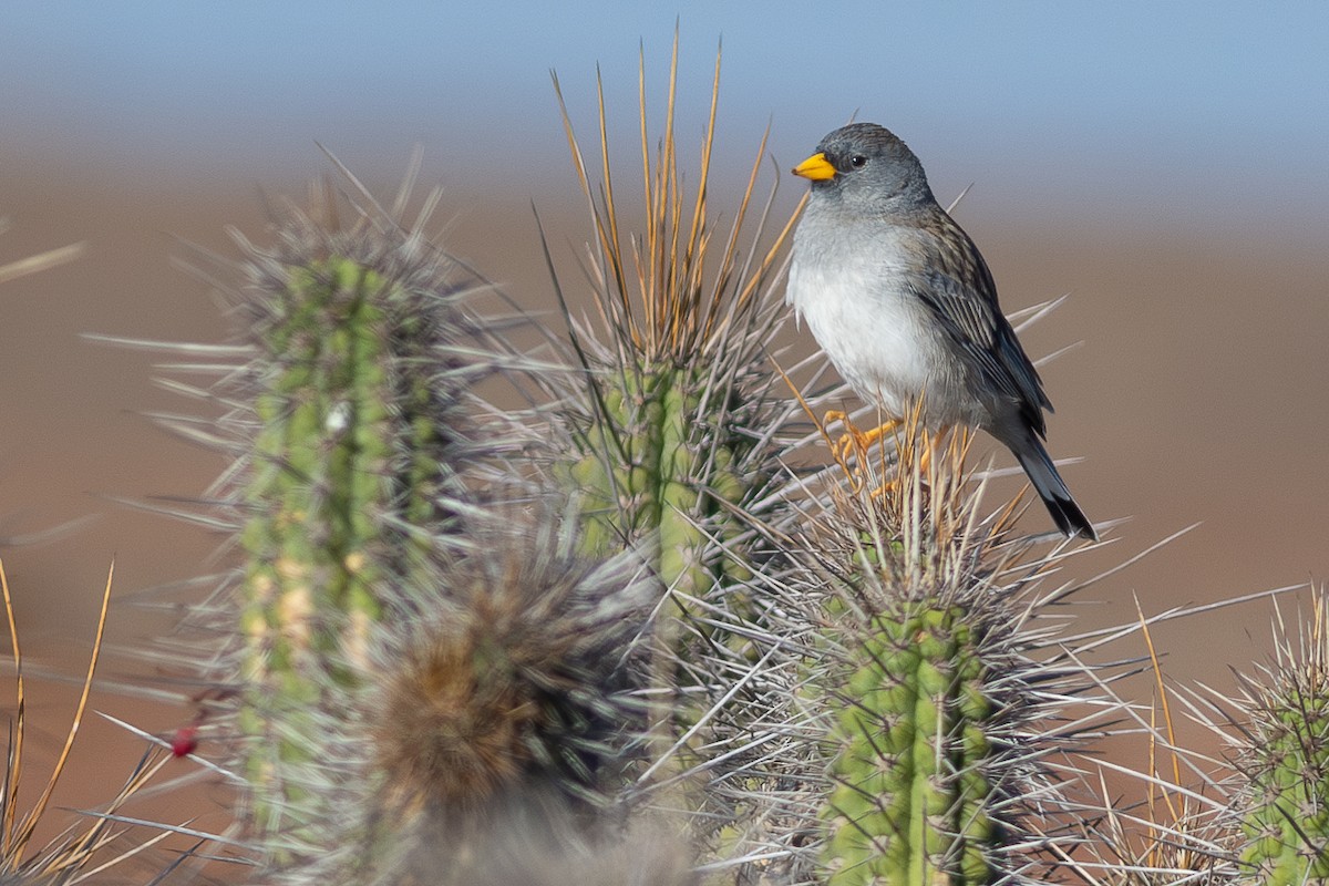 Band-tailed Sierra Finch - ML596516061